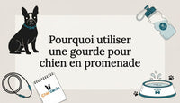Bannière illustrée et décorative pour un article consacré aux gourdes pour chiens