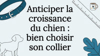 Une illustration décorative vient mettre en valeur le titre de l’article.