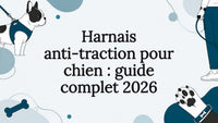 Illustration décorative mettant en scène un chien avec son harnais