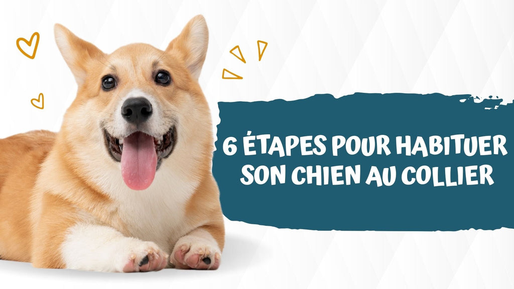6 étapes pour habituer son chien au collier