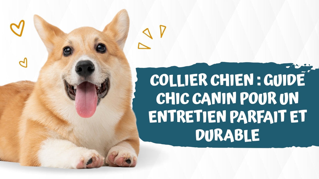 Collier chien : Guide Chic Canin pour un entretien durable