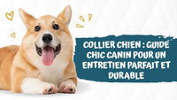 Collier-chien-Guide-Chic-Canin-pour-un-entretien-durable