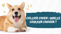 Collier-chien-quelle-couleur-choisir