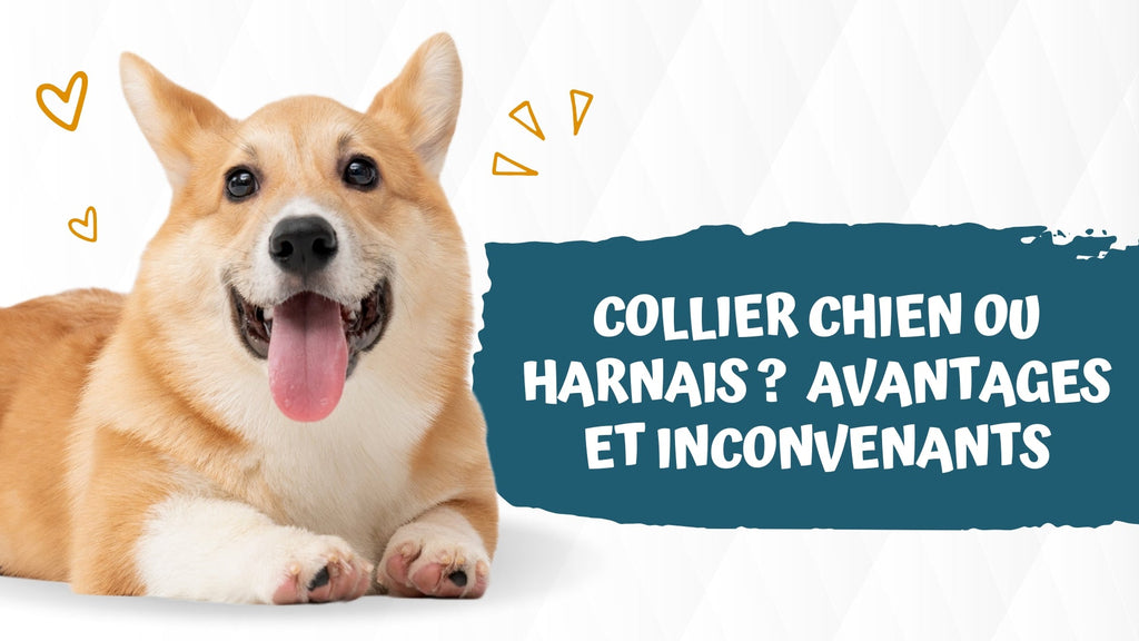 Collier chien ou harnais : Avantages et inconvenants