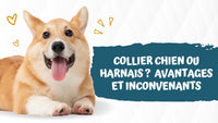 Collier-chien
