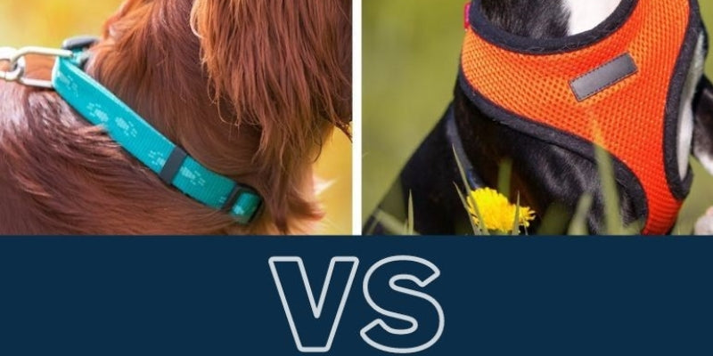 Collier chien ou harnais : Avantages et inconvenants