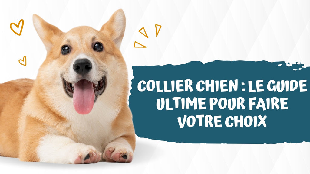 Collier chien : Le guide ultime pour faire votre choix