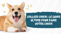 Collier-chien