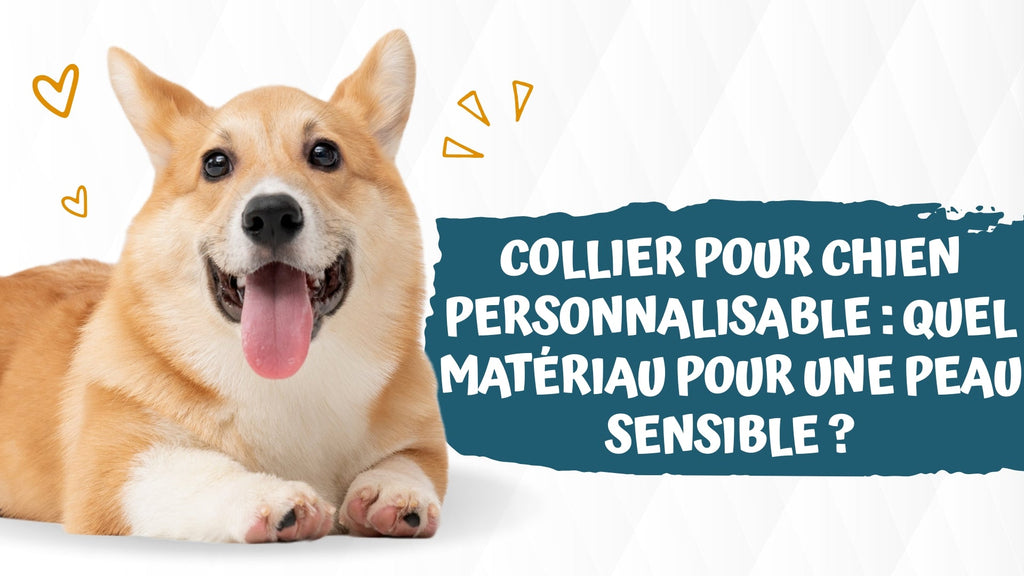 Collier pour chien personnalisable : quel matériau pour une peau sensible ?