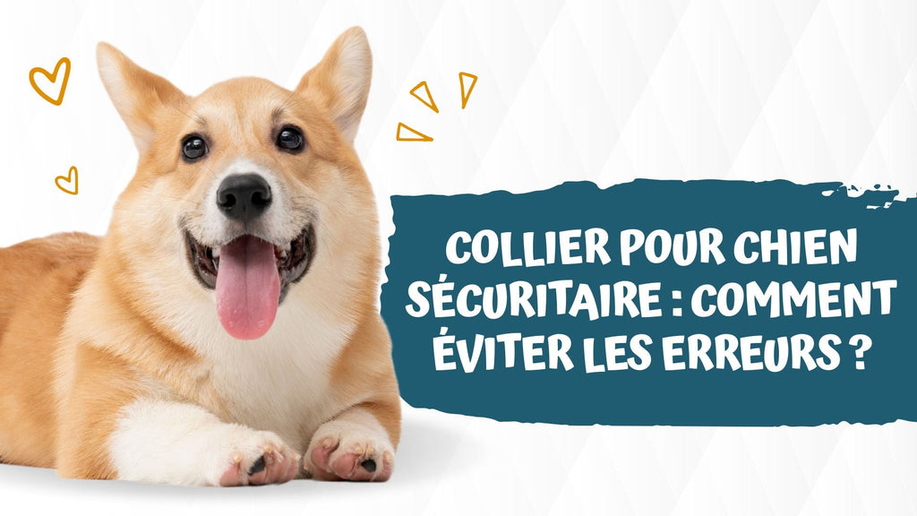Collier pour chien sécuritaire : comment éviter les erreurs ?
