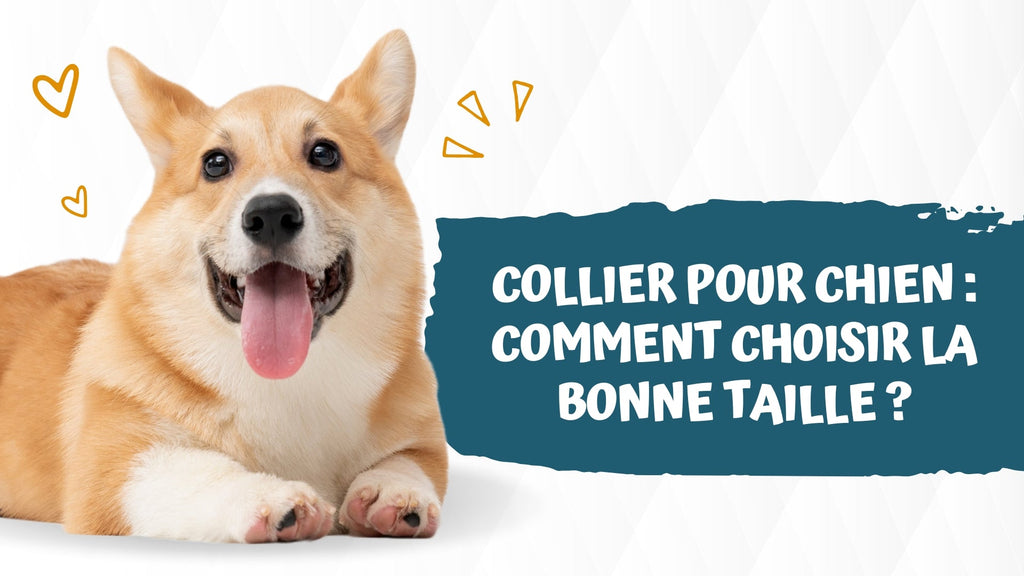 Collier pour chien : Comment choisir la bonne taille ?