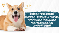 Collier-pour-chien
