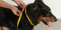 Collier-pour-chien