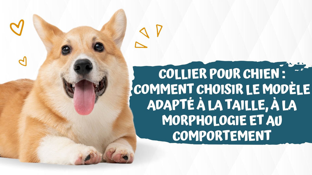 Collier pour chien : comment choisir le modèle adapté à la taille, à la morphologie et au comportement
