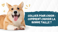 Collier-pour-chien