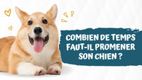 Combien-de-temps-faut-il-promener-son-chien 