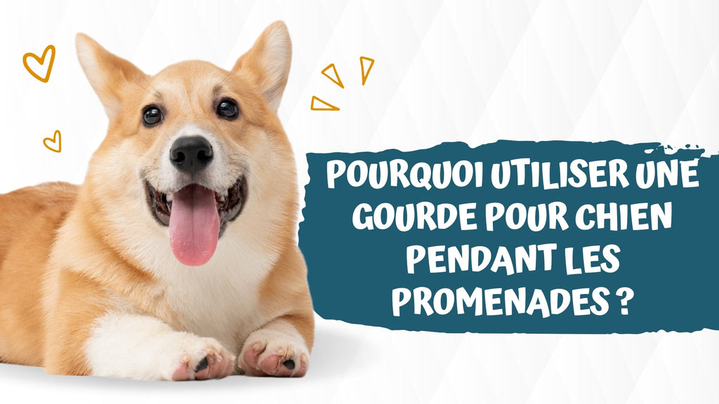 Pourquoi utiliser une gourde pour chien pendant les promenades ?