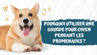 Pourquoi utiliser une gourde pour chien pendant les promenades ?