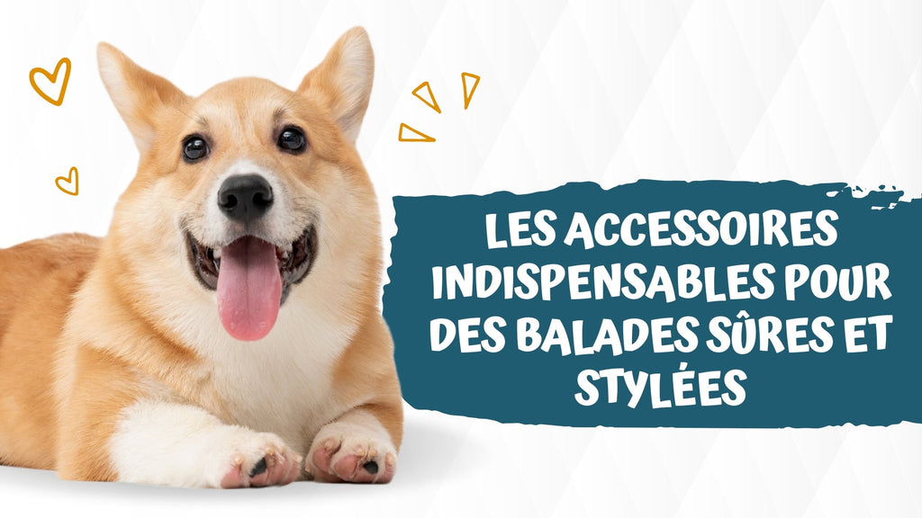 Équipement de promenade pour chien : les accessoires indispensables pour des balades sûres et stylées