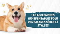 Équipement de promenade pour chien : les accessoires indispensables pour des balades sûres et stylées