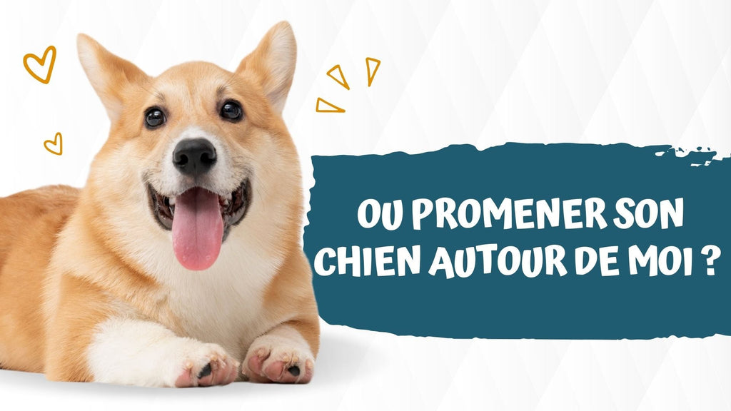 Ou promener son chien autour de moi ? Le guide complet pour trouver les meilleurs endroits
