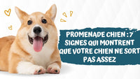 Promenade-chien-7-signes-qui-montrent-que-votre-chien-ne-sort-pas-assez