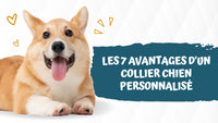 collier-chien-personnalisé