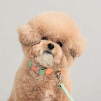 Collier chien étanche