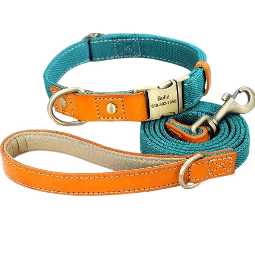 Collier-chien-grave-laisse