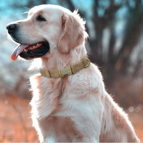 Collier-chien-personnalise-mat