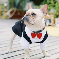 Collier-en-cuir-pour-chien-chic