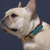 Collier-en-cuir-pour-chien-doux