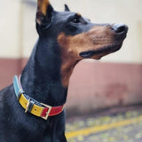 Collier-en-cuir-pour-chien-elegant