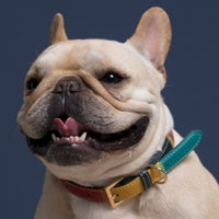 Collier-en-cuir-pour-chien