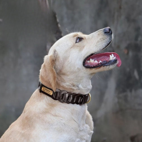 Collier-pour-chien-en-cuir