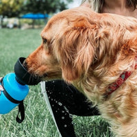 Gourde pour chiens