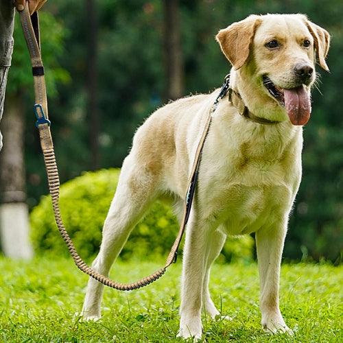 NELXIBI Laisse Chien, Longe Pour Chien 3M, Longe Chien, Laisse Double