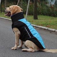 Manteau pour grand chien bleu