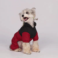 Veste chien rouge