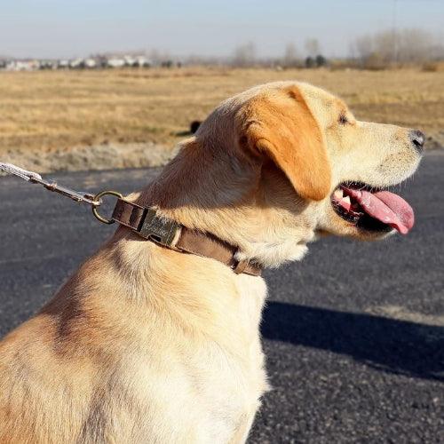 collier-chien-grave-doublure-interieure