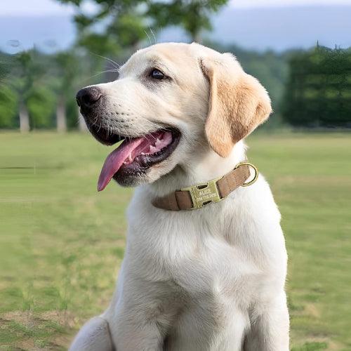 collier-chien-grave-marron