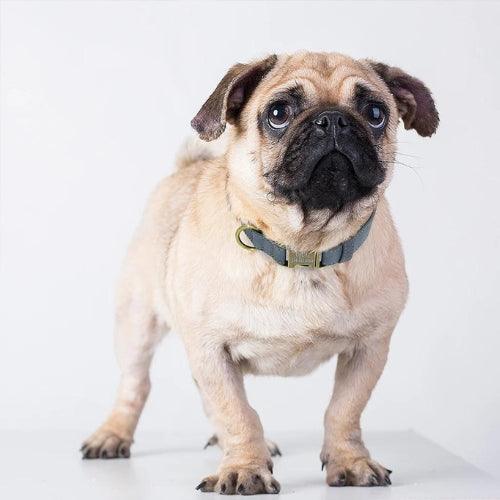 collier-chien-grave-mat