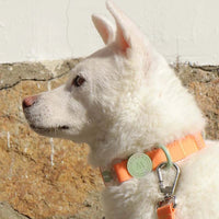 collier chien imperméable pour balade sous la pluie