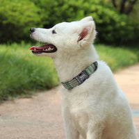 collier-chien-personnalise