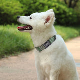 collier-chien-personnalise