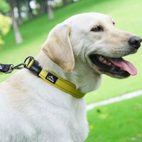 collier chien réfléchissant jaune porté en promenade