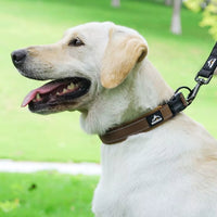 collier chien réfléchissant marron porté en promenade