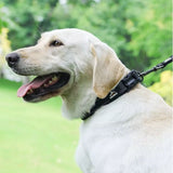 collier chien réfléchissant noir porté en promenade
