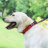 collier chien réfléchissant rouge porté en promenade