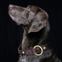 collier chien tressé en cuir marron porté